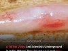 Viral TikTok Leads Scientists to Discovery of Bizarre New Subterranean Fish Species