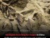 Geologists Searching for Copper Find 115 Million Year Old Dinosaur Deep Underground