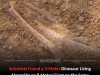 Museum Bone Ignored for 20 Years Reveals Tiny Dinosaur Living Among Coastal Giants