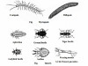 The Fascinating Biology of Arthropods: Unveiling Nature's Exoskeletal Wonders