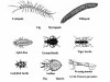The Fascinating Biology of Arthropods: Unveiling Nature's Exoskeletal Wonders