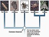 Phylum Arthropoda: Characteristics and Classification
