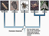 Phylum Arthropoda: Characteristics and Classification