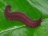 Onychophora (Peripatus): Structure and Affinities