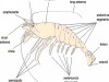 Structure of Palaemon (Freshwater Prawn)