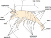 Structure of Palaemon (Freshwater Prawn)