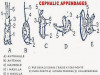 Palaemon (Freshwater Prawn) Appendages