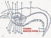 Digestive System of Palaemon (Prawn)