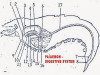 Digestive System of Palaemon (Prawn)