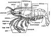 Exploring the Circulatory System of Palaemon (Prawn): Insights into the Blood Vascular System