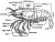 External Characters of Palaemon (Prawn).