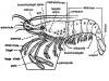Exploring the Circulatory System of Palaemon (Prawn): Insights into the Blood Vascular System