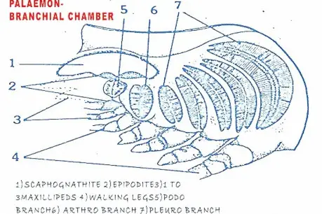 Respiratory System of Palaemon.