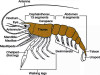 Unraveling the Intricate Nervous System and Sense Organs of Palaemon Prawns: A Study in Marine Adaptation