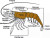 External Characters of Palaemon (Prawn).