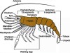 Discover the Remarkable Excretory System of Palaemon Prawns