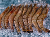 Understanding the Palaemon Prawn Reproductive System: Anatomy and Function