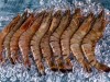 Understanding the Palaemon Prawn Reproductive System: Anatomy and Function