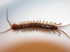 Unveiling the World of Chilopoda and Diplopoda: Centipedes and Millipedes in Nature's Spotlight