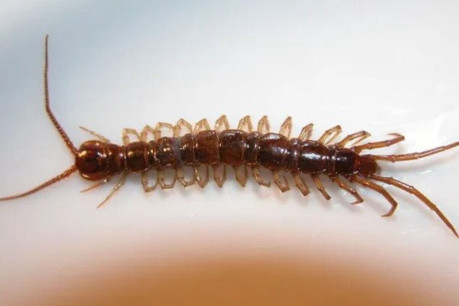 Centipedes, formidable arthropods, are members of the Chilopoda class within the Myriapoda subphylum—a diverse group of arthropods that encompasses millipedes and various other multi-legged creatures.