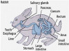 Understanding Digestive Glands in Rabbits: Functions and Importance