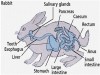 Understanding Digestive Glands in Rabbits: Functions and Importance