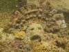 Ancient Slavic Wood Face Uncovered in Polish Lake Reveals 1,000‑Year‑Old Spiritual Secrets