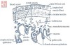 Histology of Alimentary Canal: Understanding the Microscopic Anatomy of Digestive System