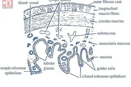 Transverse section of the esophagus.
