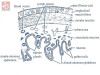 Histology of Alimentary Canal: Understanding the Microscopic Anatomy of Digestive System