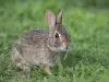 Complete Guide to Digestion in Rabbits: Process, Enzymes, and Absorption Explained