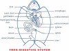 Comparative Anatomy: Rabbit and Frog Digestive Systems