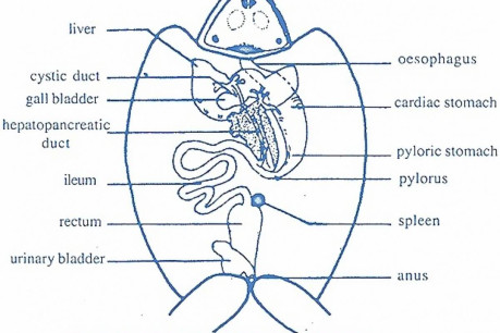 Digestive System of Frog.