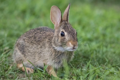 Adorable young eastern cottontail rabbit closeup in green grass.