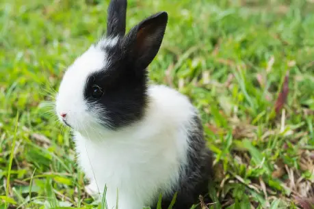 Free photo lovely baby 2 weeks thai rabbit.