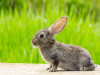 Comparative Anatomy: Heart of Rabbit and Frog