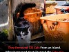Removing 131 Cats Sparks Pigeon Boom and Reveals Unexpected Genetic Purging