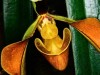 Scientists Discover a “Shy” Plant That Can Count Without a Brain, and It May Be Smarter Than We Thought