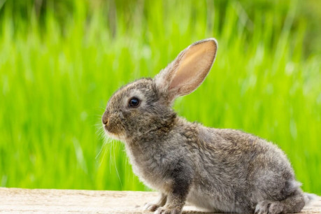 Cute fluffy grey rabbit with ears on a natural green.