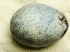 1,700‑year‑old Roman egg still holds liquid and air bubble after millennia underground