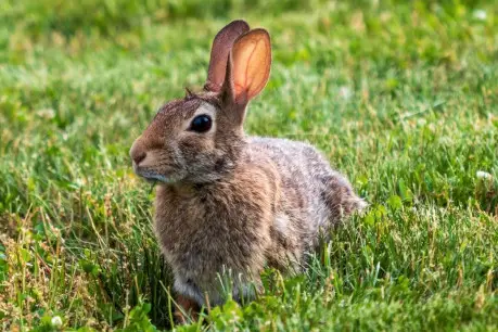 Free photo closeup shot of bunny rabbit with brown fur laying in the grass.