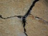 Hidden in Wall Crevices, Scientists Discover a Tiny Spider That Hunts Prey 6 Times Its Size
