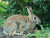 Free photo selective focus shot of a cute rabbit in the park.