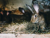 Excretion Process in Rabbit