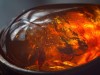 Scientists Discover 100-Million-Year-Old Fossil Tiny Creature Trapped in Amber with Claws Seen Only Four Times in Insects