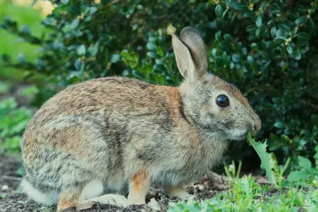 Free photo selective focus shot of a cute rabbit in the park.
