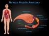 Ultra Structure of Muscle