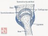 Types of Bone Joints