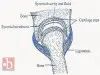Types of Bone Joints