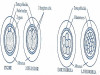 Development of Embryo in Rabbit